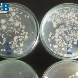 ECB Bioinsumos para la agricultura biotecnología ecocyclebiotech