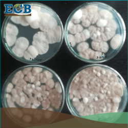 ECB ecocyclebiotech investigación biotecnología para la agricultura