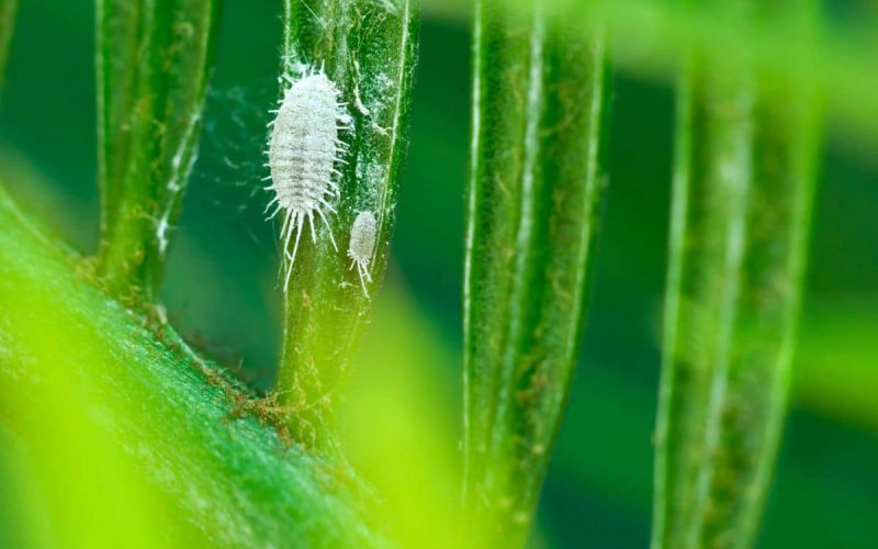 PSEUDOCOCCUS VIBURNI