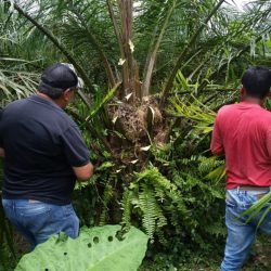 pudrición de cogollo en palma africana con ECB ecocyclebiotech